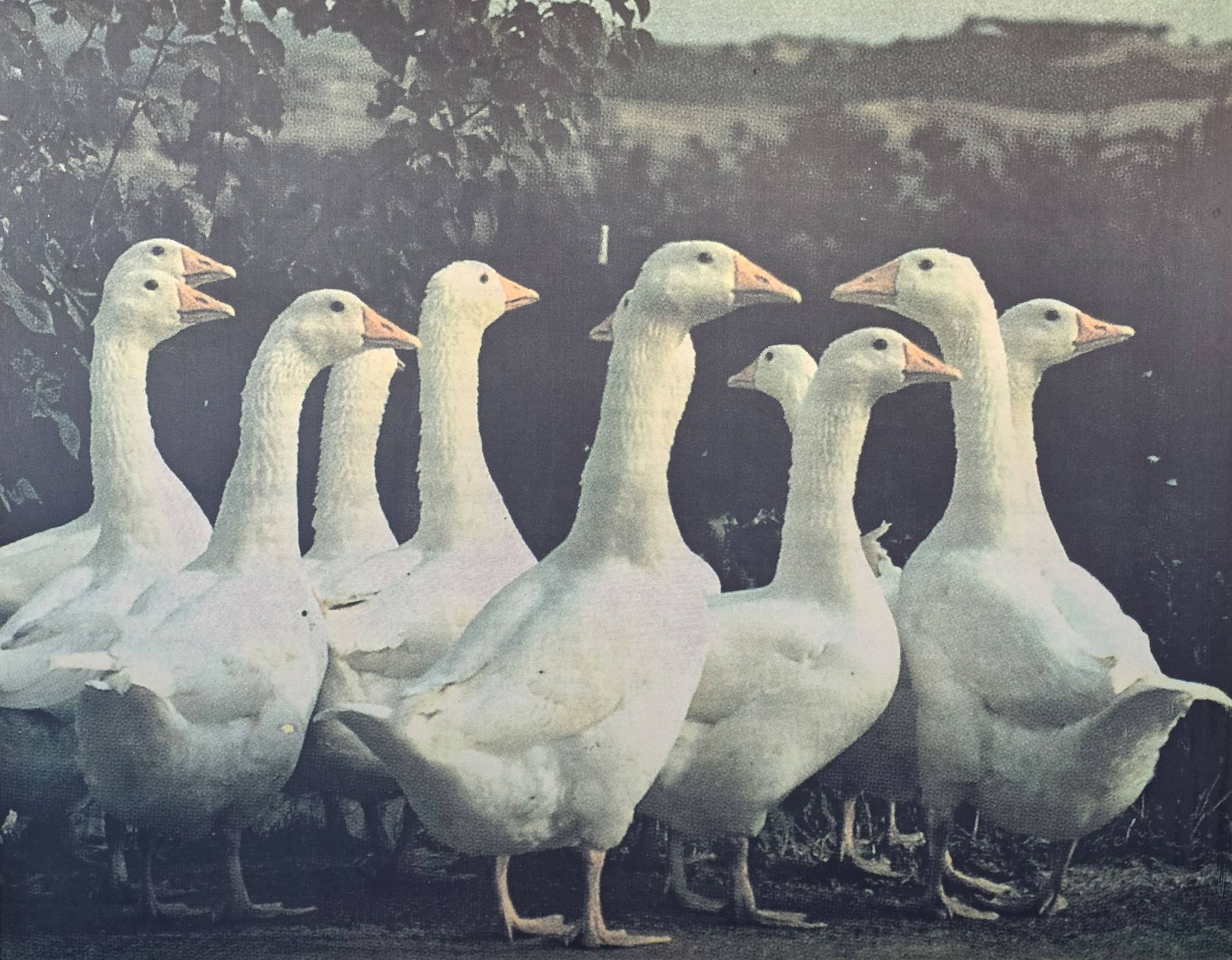 tesstuto-colours-company-1-alfio-frigerio